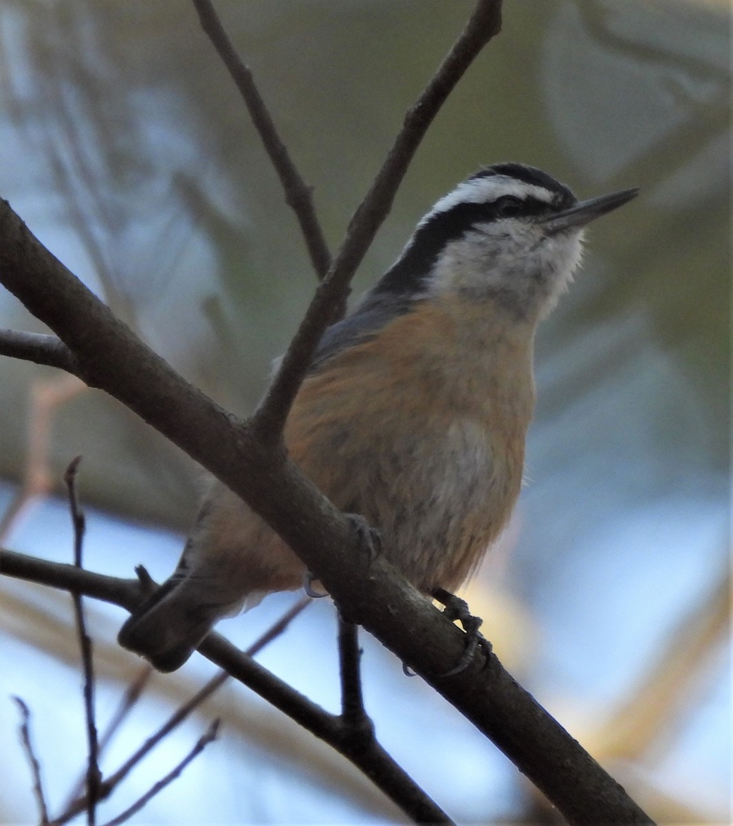 Red-breasted Nuthatch - ML540856641