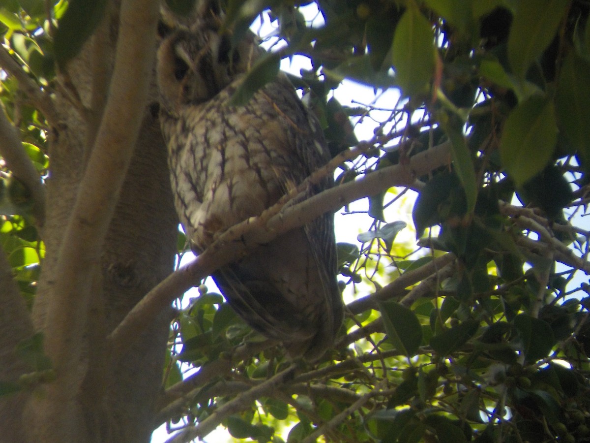 Long-eared Owl - Darío Curbelo