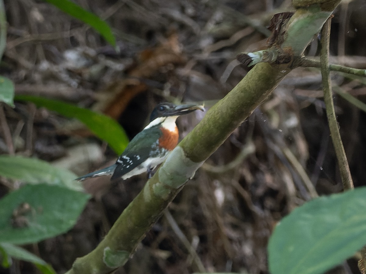 Amazon Kingfisher - ML540863421