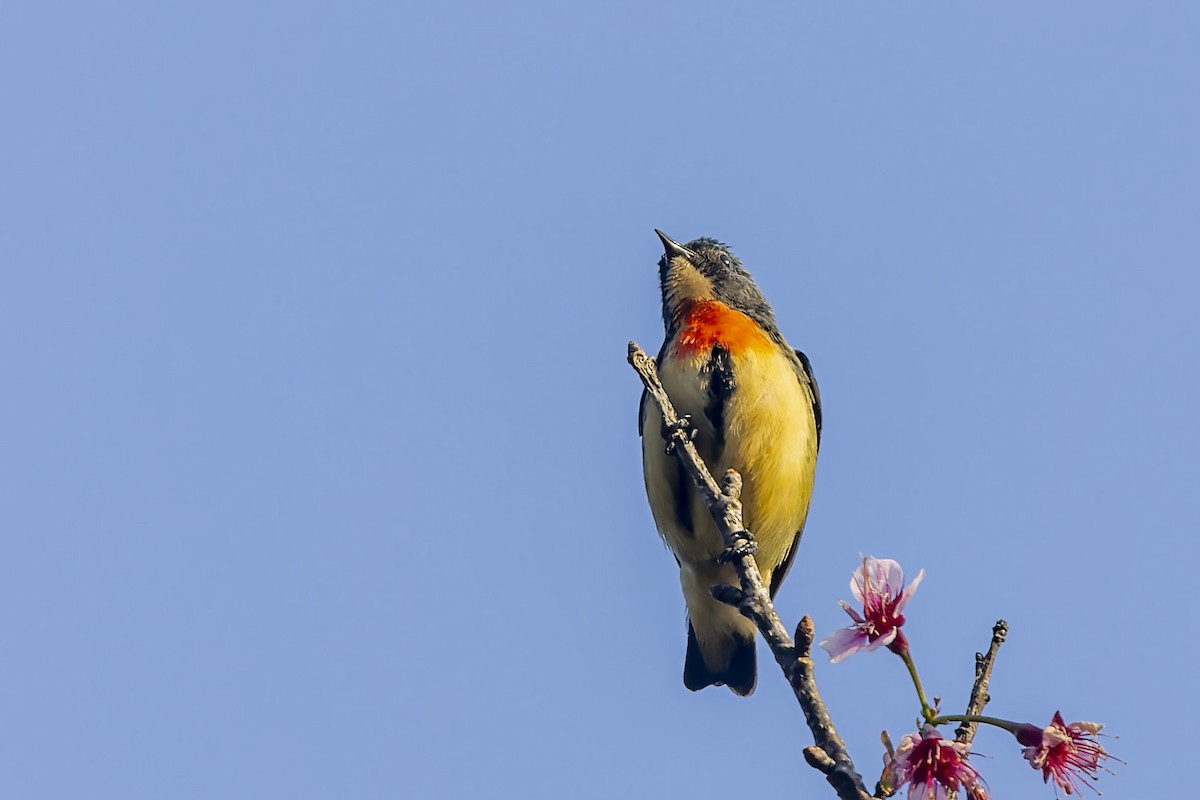 Fire-breasted Flowerpecker - ML540864151