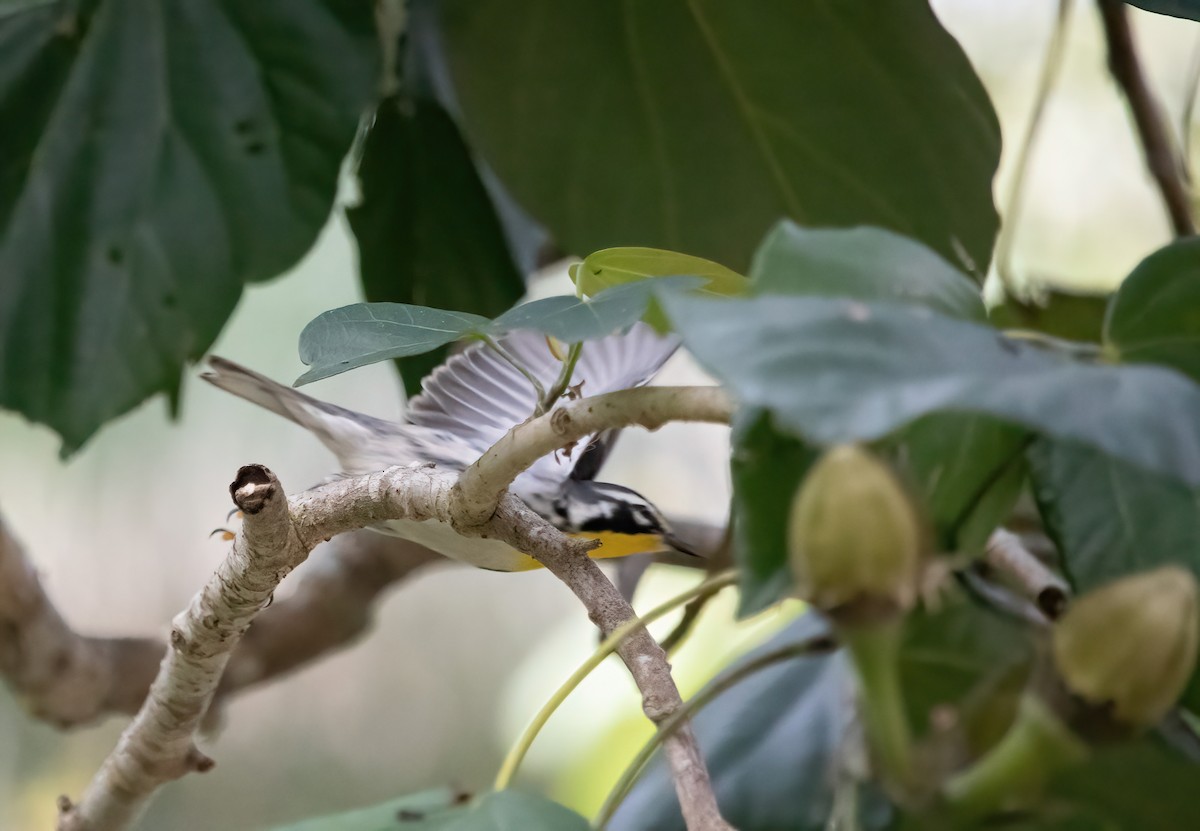 Yellow-throated Warbler (albilora) - ML540864751