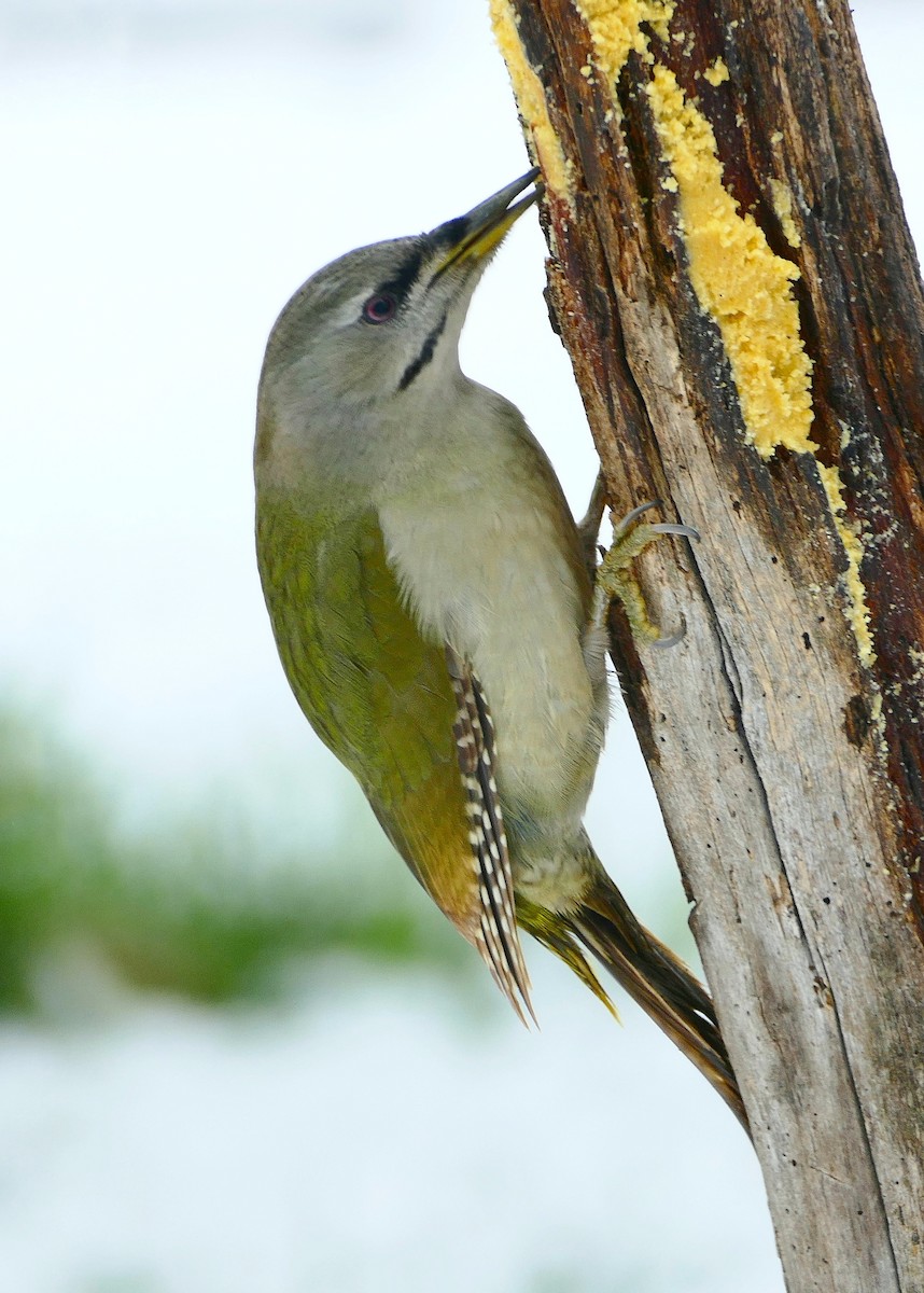 Gray-headed Woodpecker - ML540866501