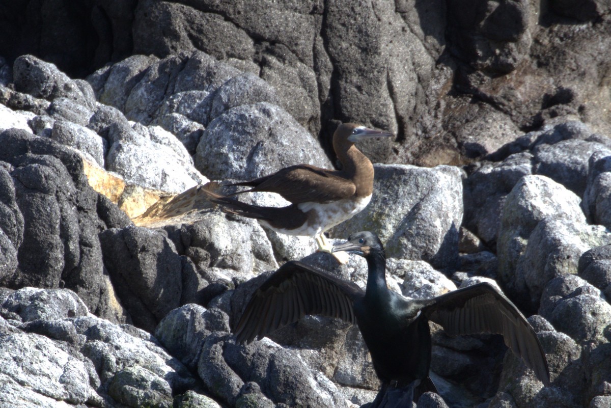 Brown Booby - ML540873941