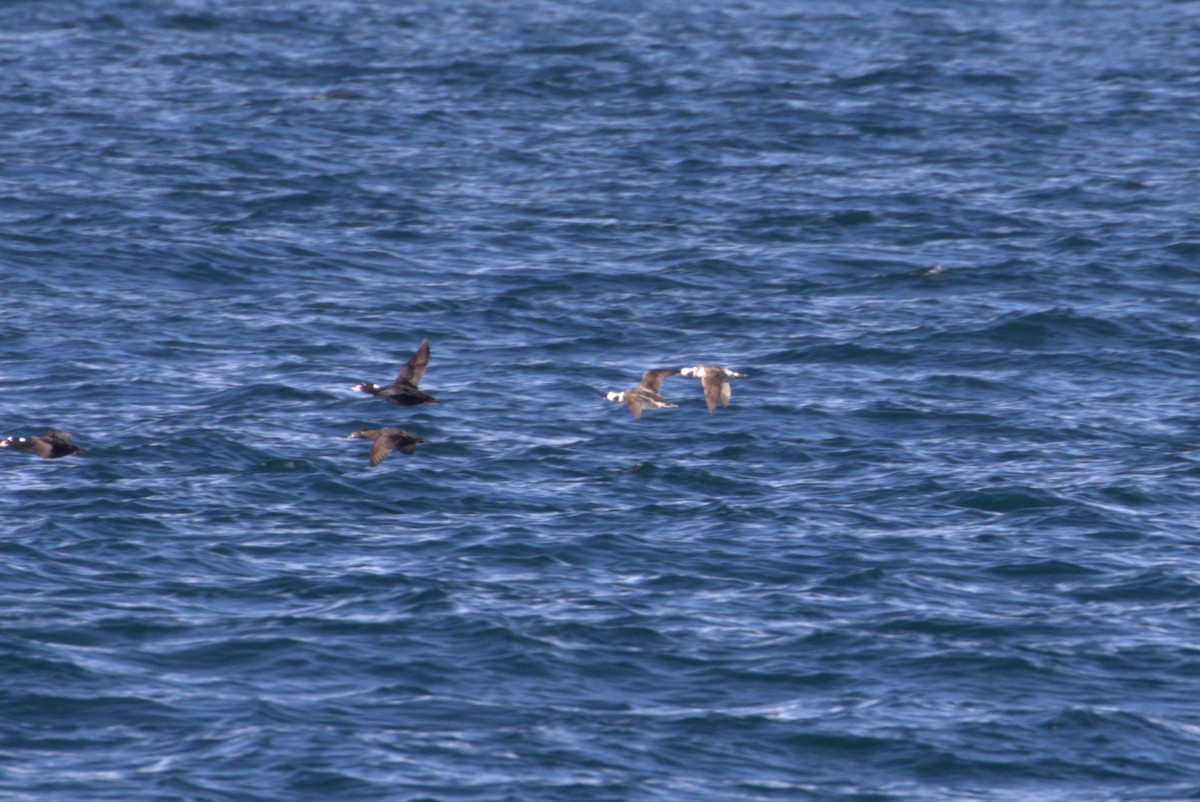 Long-tailed Duck - ML540873981