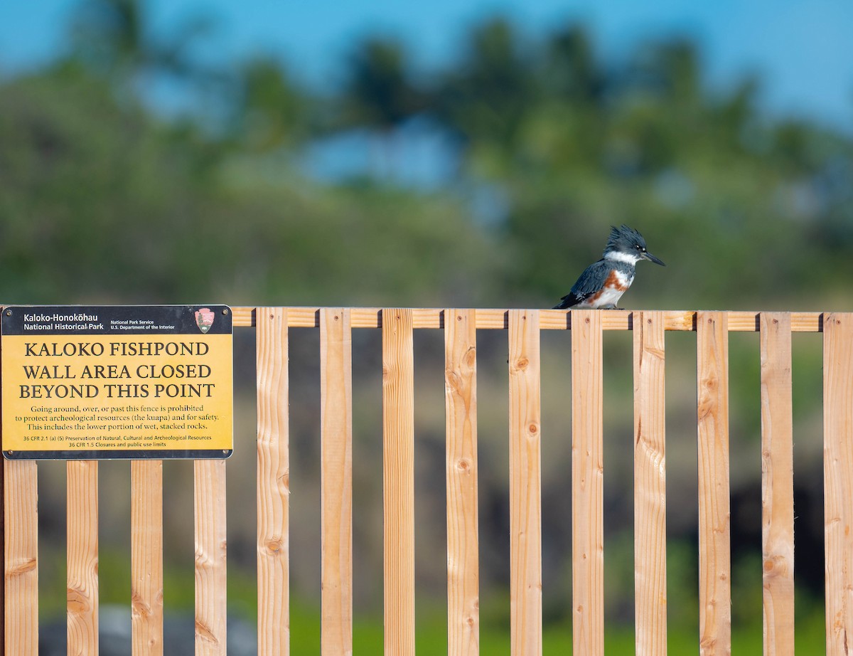 Belted Kingfisher - ML540873991