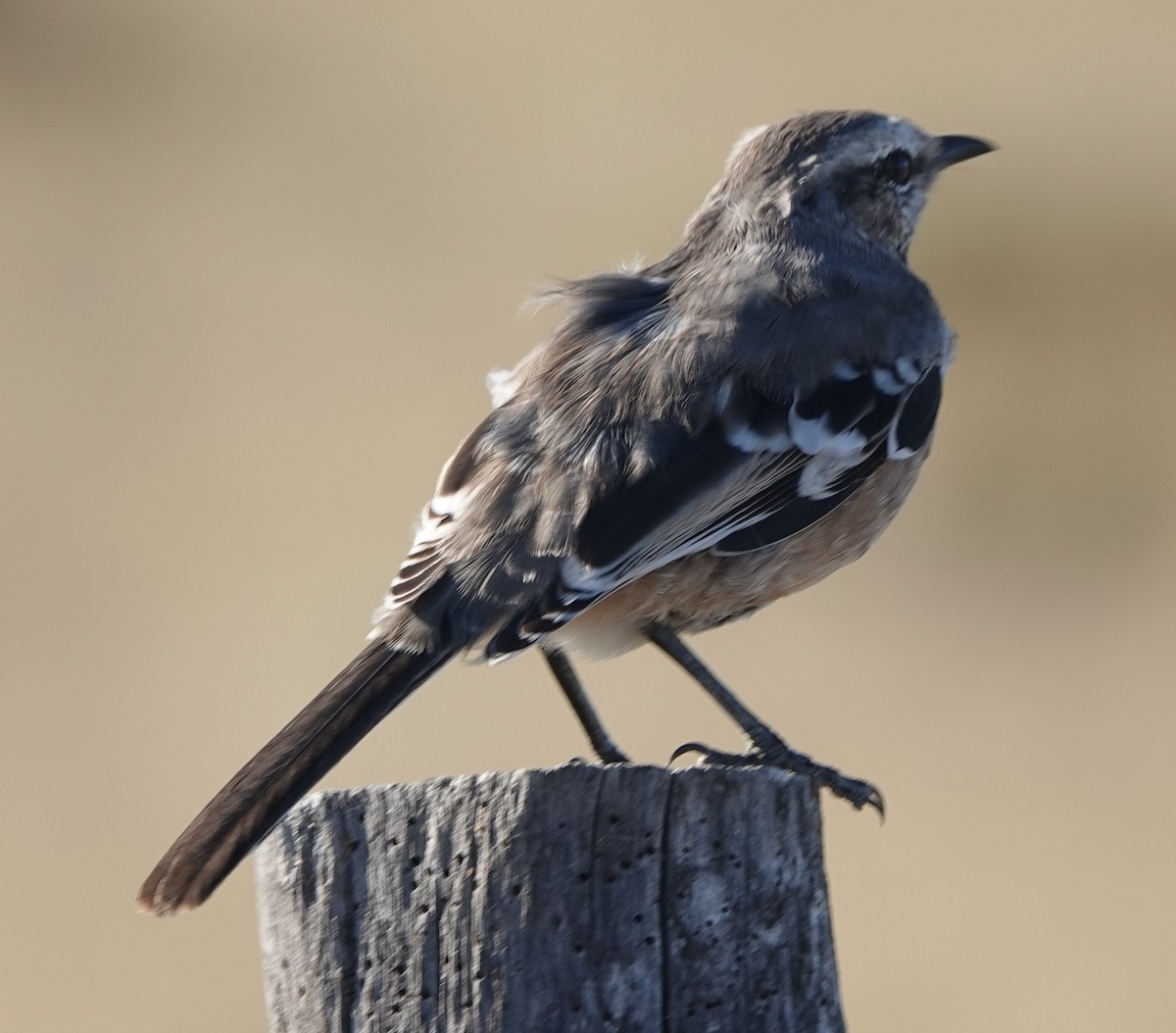 Patagonian Mockingbird - ML540874741