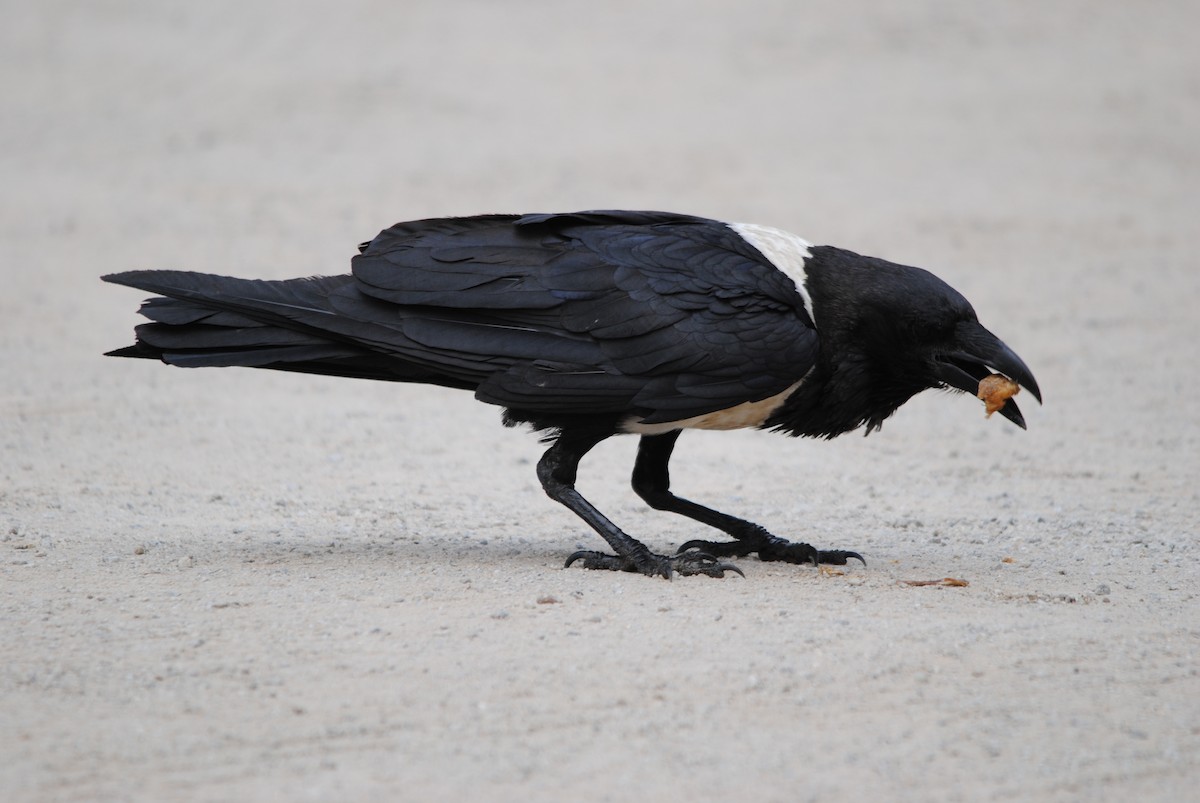 Pied Crow - Sveinung Hobberstad