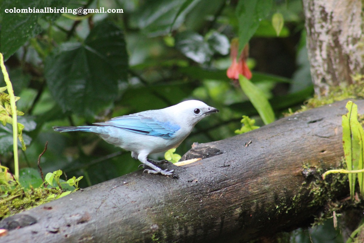 Blue-gray Tanager - ML540878831