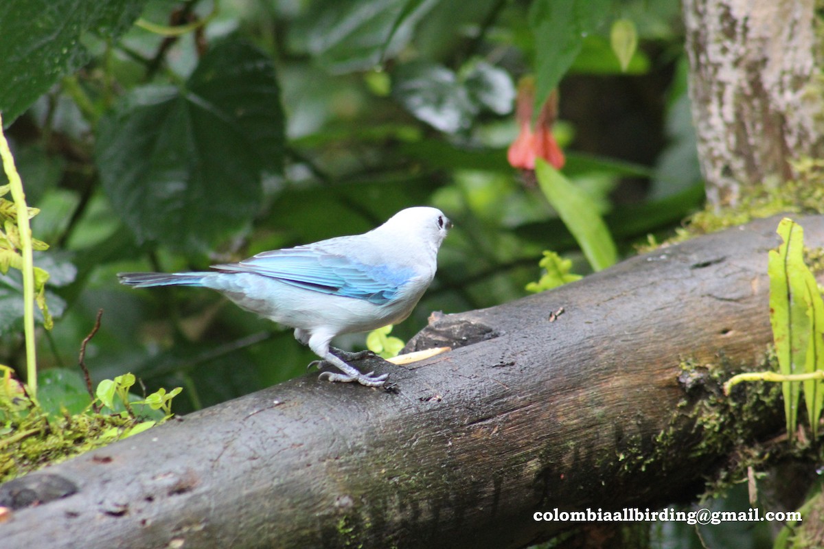 Blue-gray Tanager - ML540878921