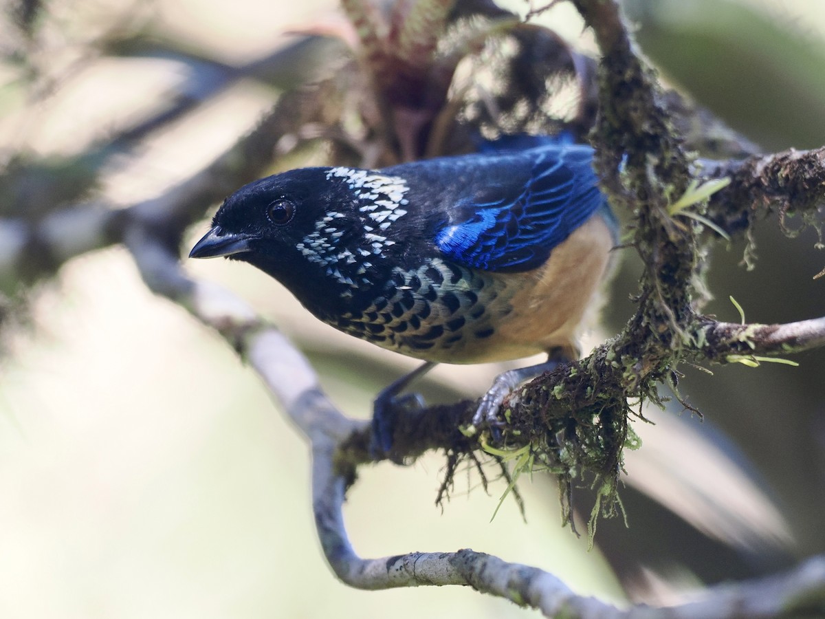 Spangle-cheeked Tanager - ML540883321