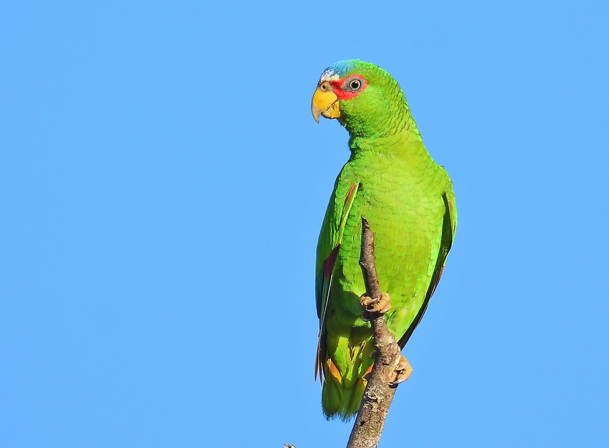 White-fronted Parrot - ML540883681