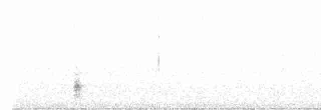 White-bellied Antbird - ML540892241