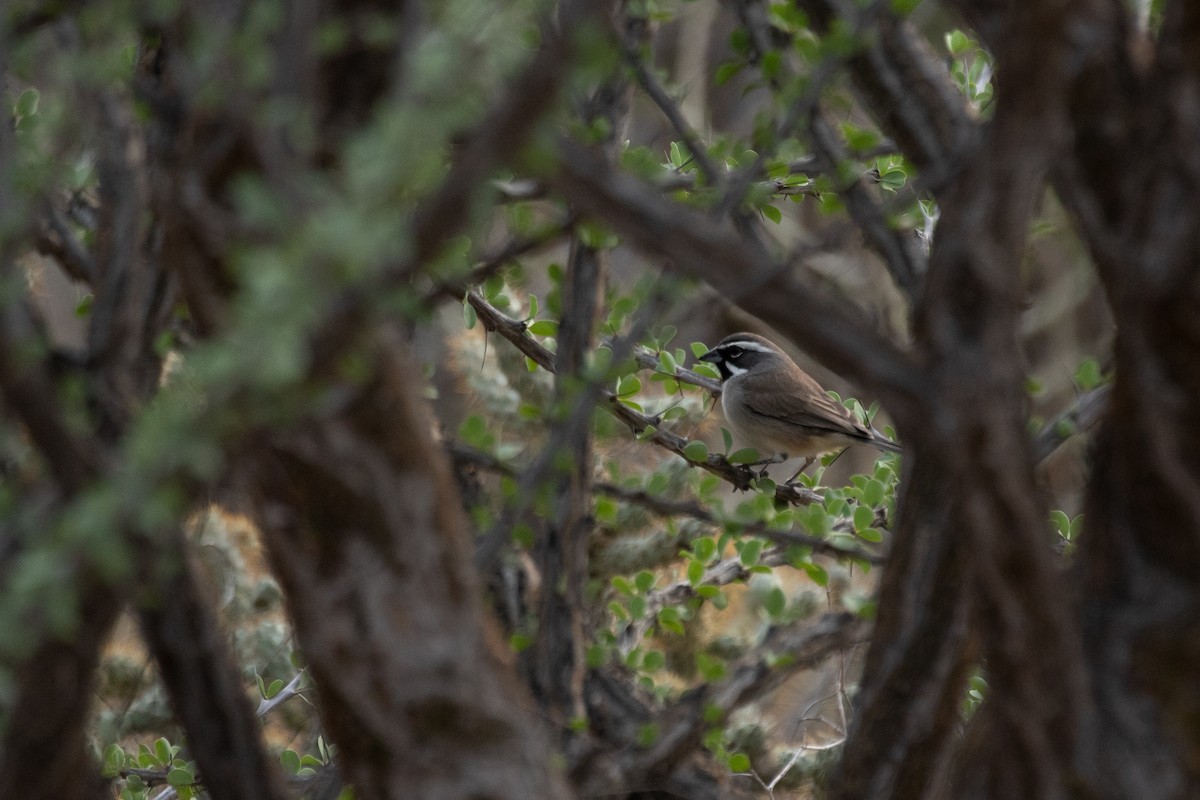 Black-throated Sparrow - ML540893391