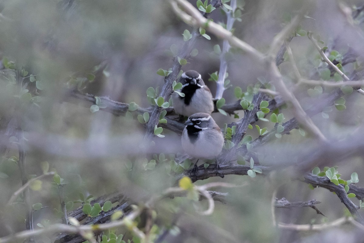 Black-throated Sparrow - ML540899471