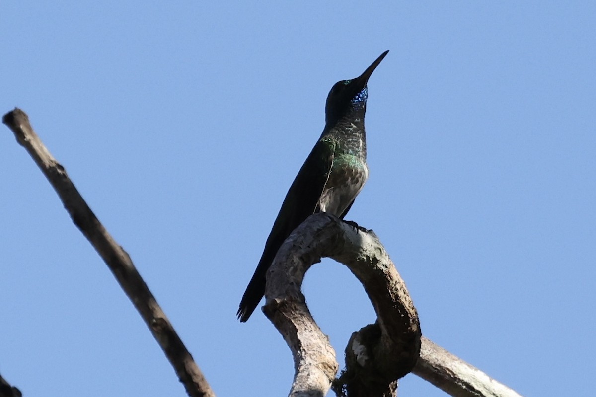 Mangrove Hummingbird - ML540903601