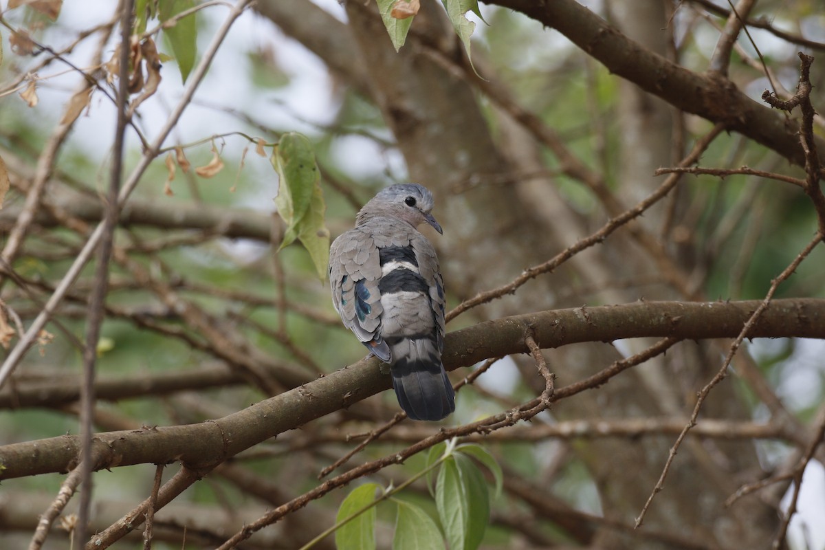 Emerald-spotted Wood-Dove - ML540904271