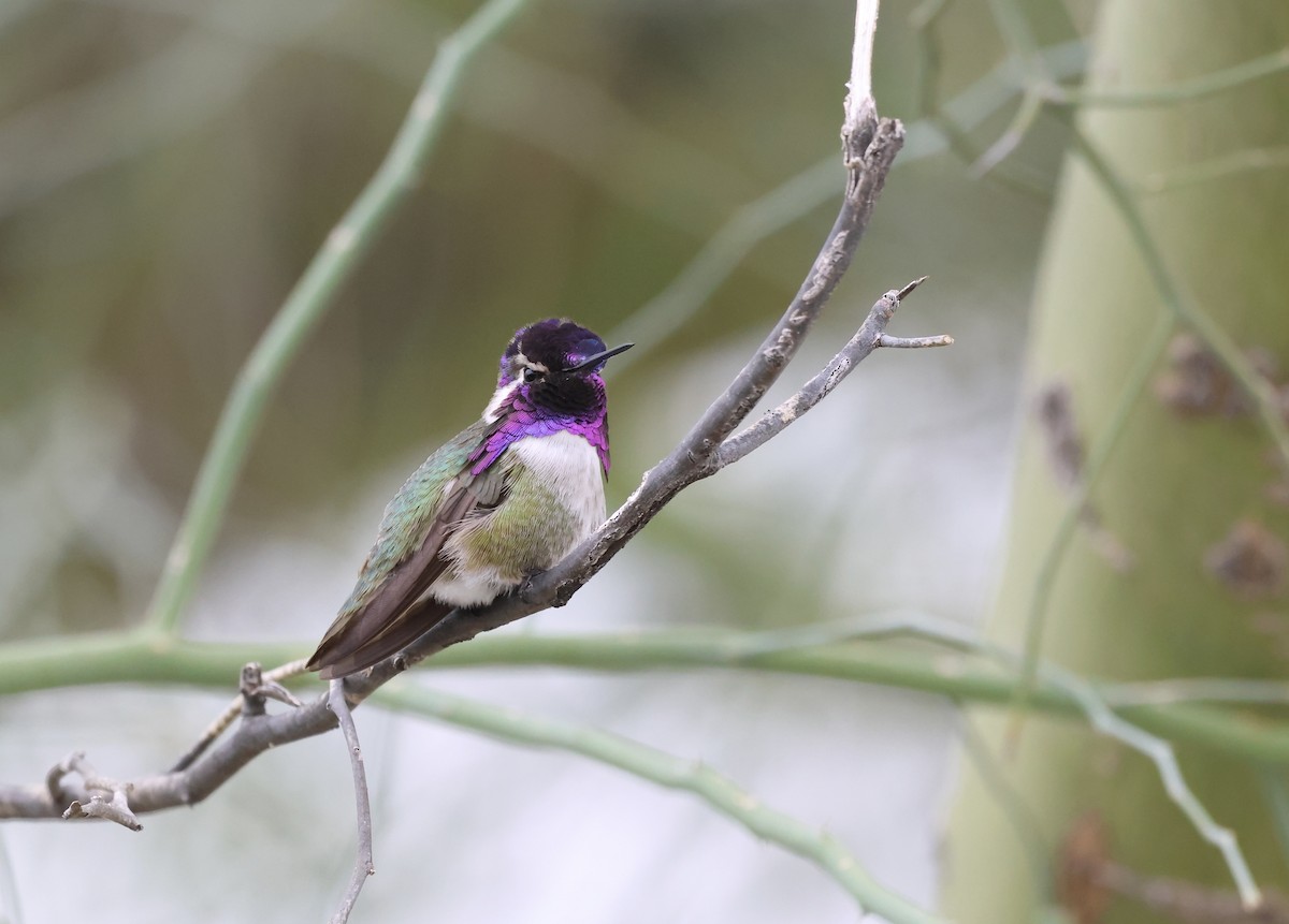 Costa's Hummingbird - ML540904521