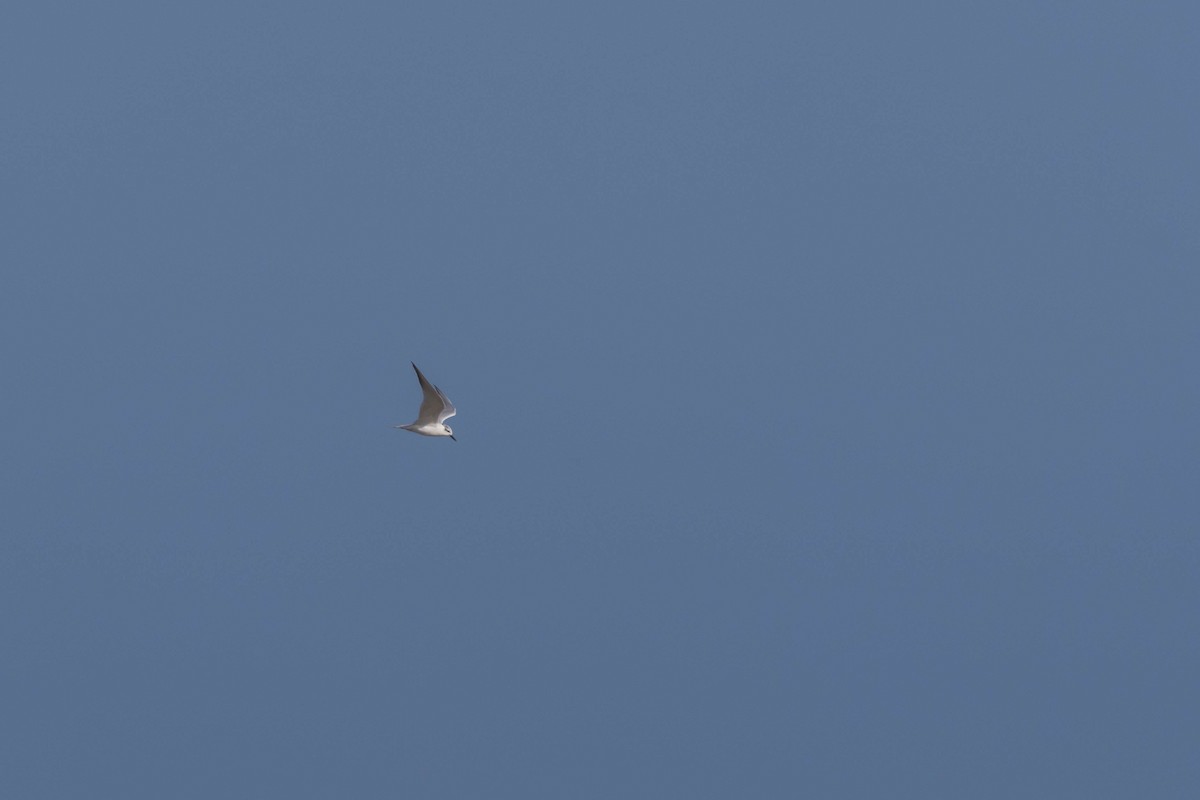 Gull-billed Tern - ML540905511