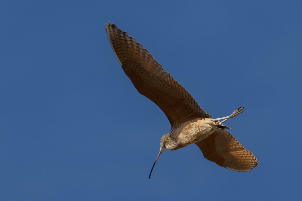 Long-billed Curlew - ML540905561