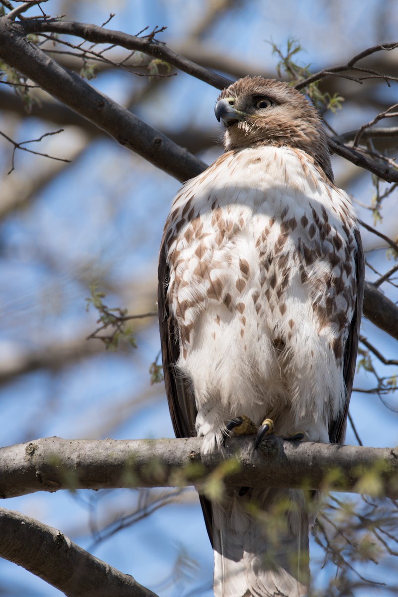 Red-tailed Hawk - ML54090591