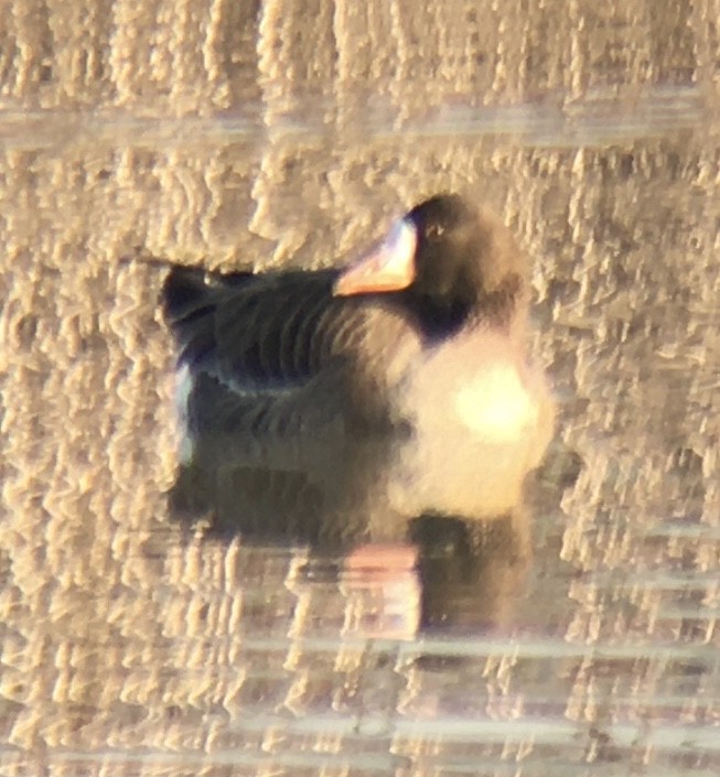 Greater White-fronted Goose - ML540909841