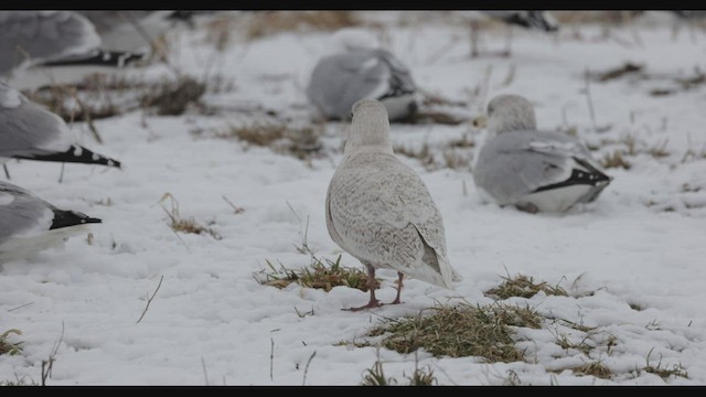 Iceland Gull (kumlieni) - ML540911291