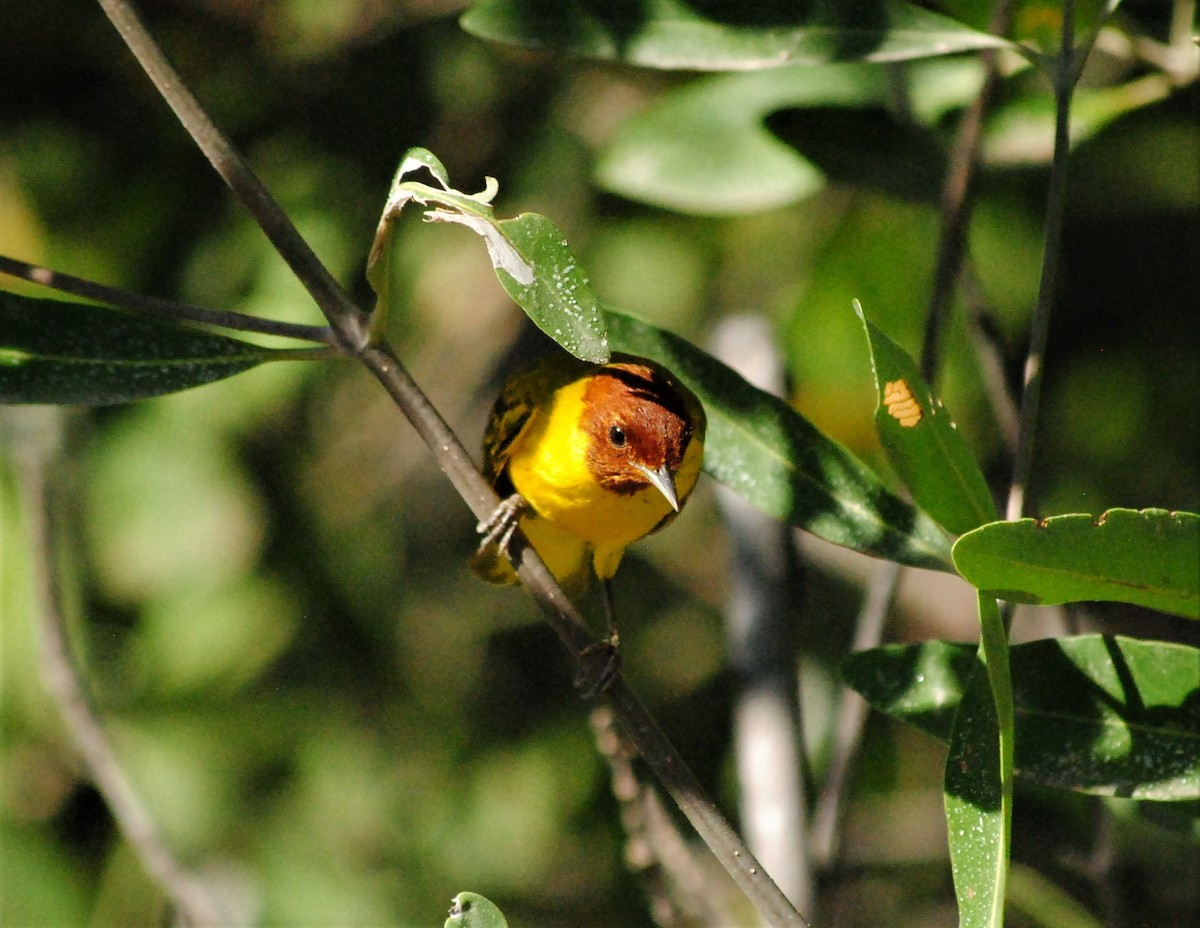 Yellow Warbler (Mangrove) - oswaldo saballos