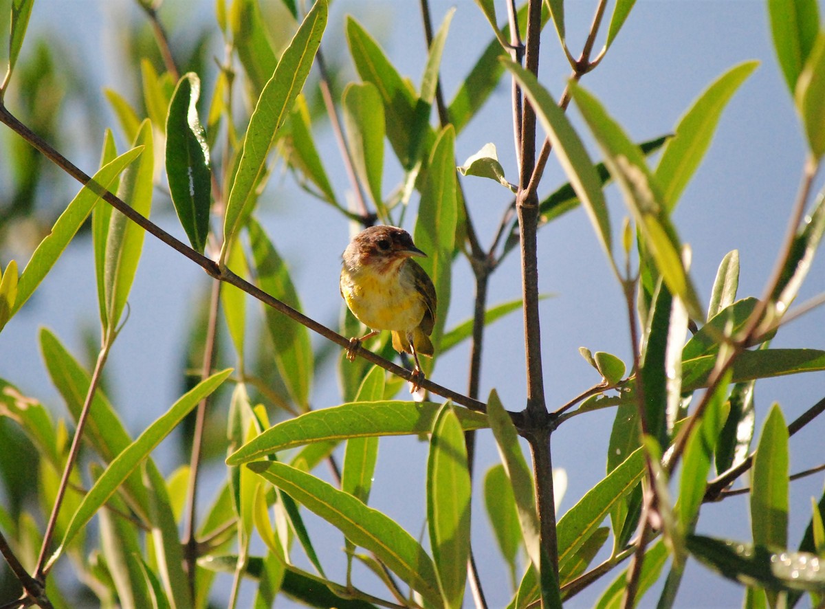 Yellow Warbler (Mangrove) - ML540911551