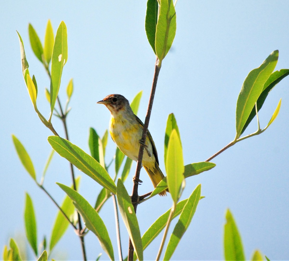 Yellow Warbler (Mangrove) - ML540911561