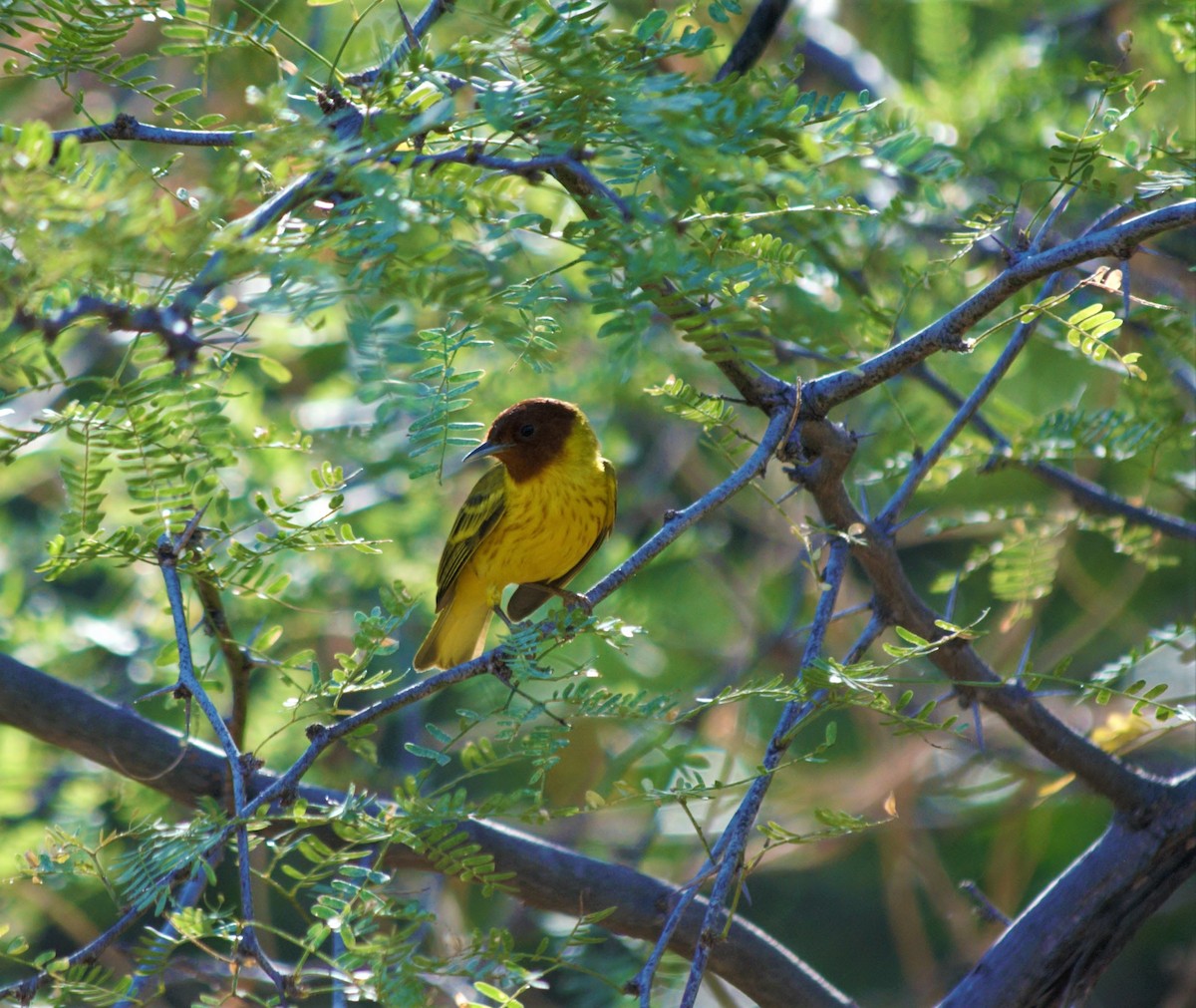 Yellow Warbler (Mangrove) - ML540911571