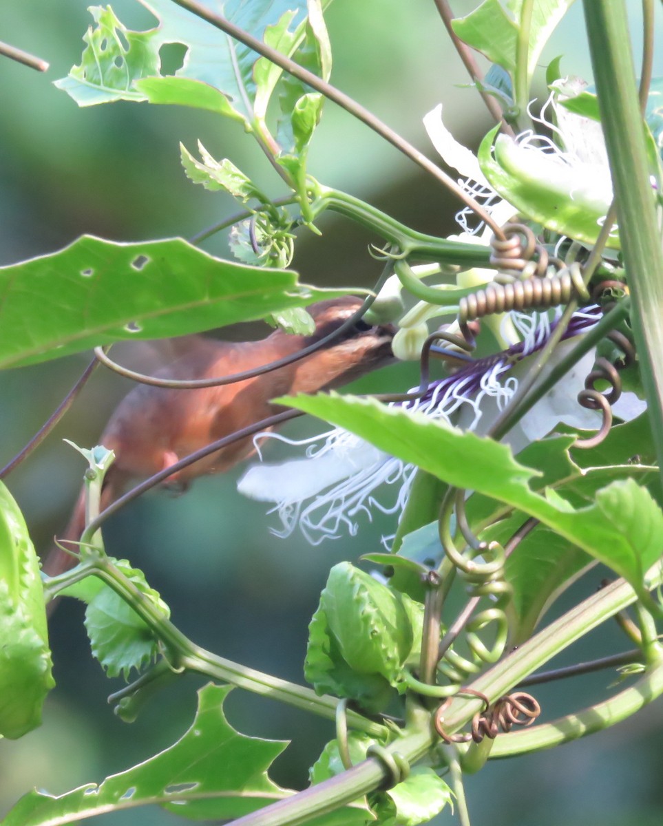 Пестрогорлый колибри-отшельник - ML540916471