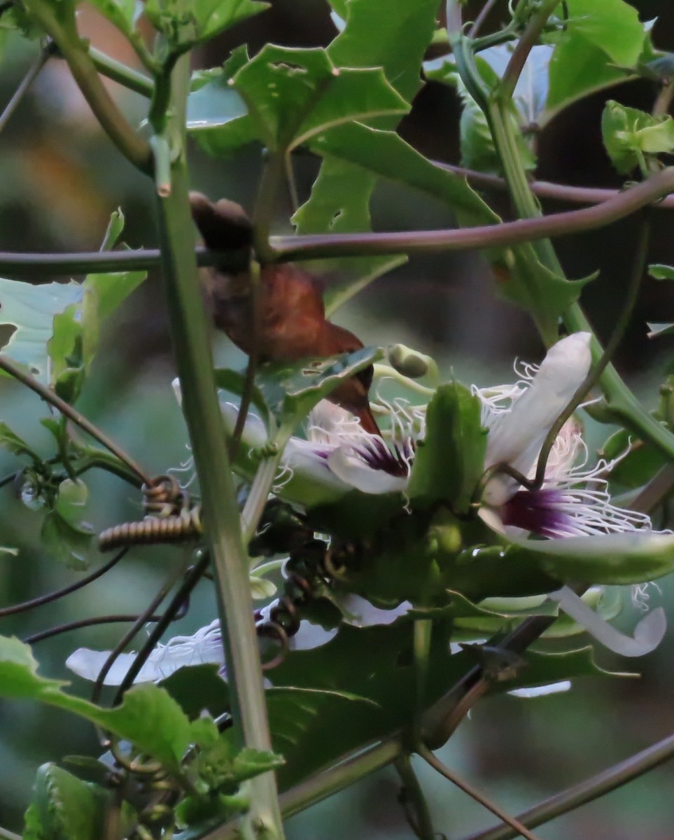 Пестрогорлый колибри-отшельник - ML540916481