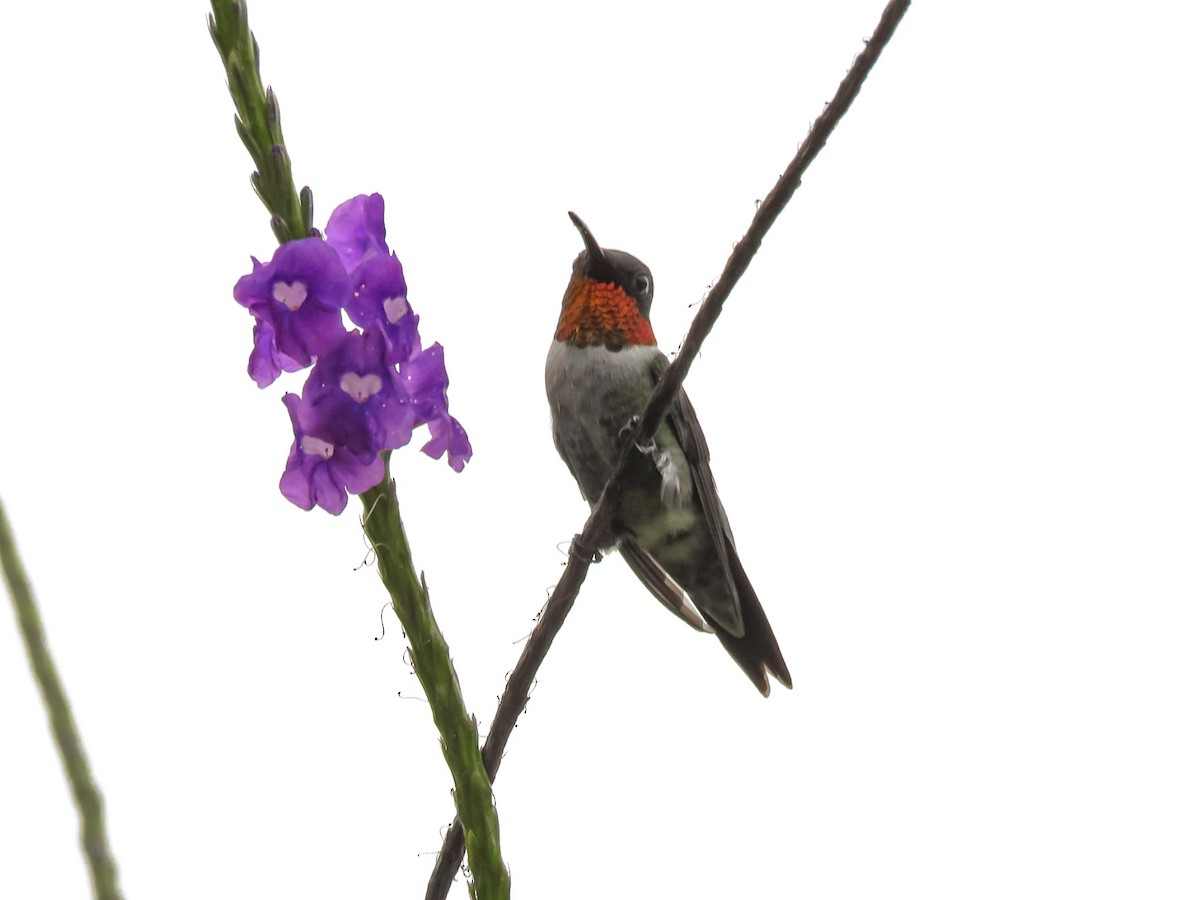 Ruby-throated Hummingbird - ML540916901