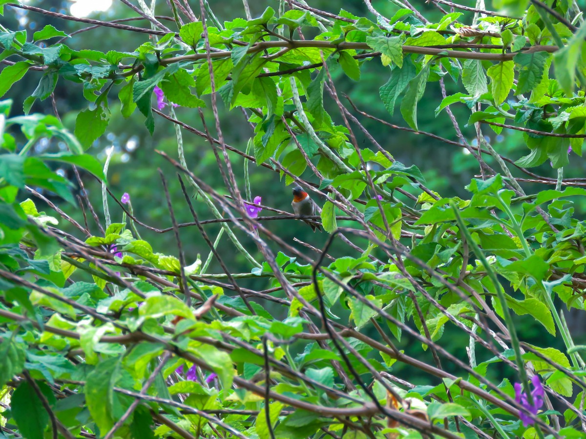 Рубиновогорлый колибри - ML540916911