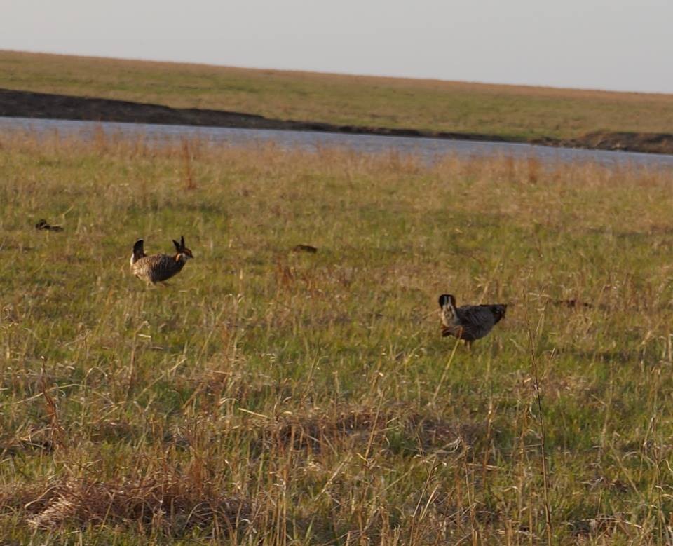 Greater Prairie-Chicken - ML54091711