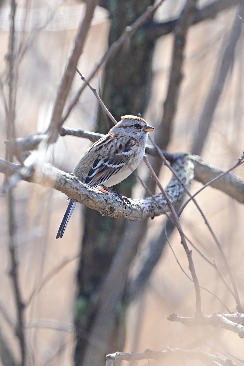 American Tree Sparrow - ML540917721
