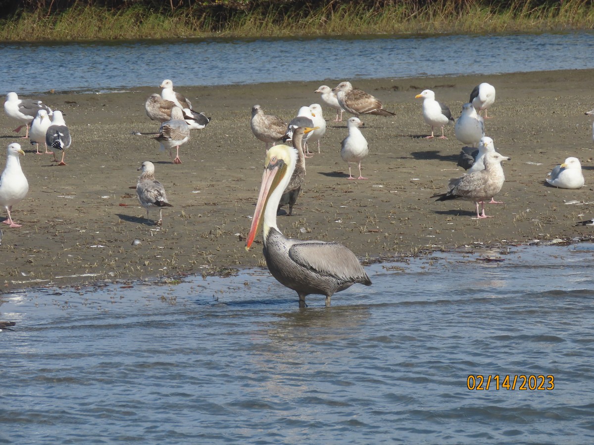 pelikán hnědý - ML540919091
