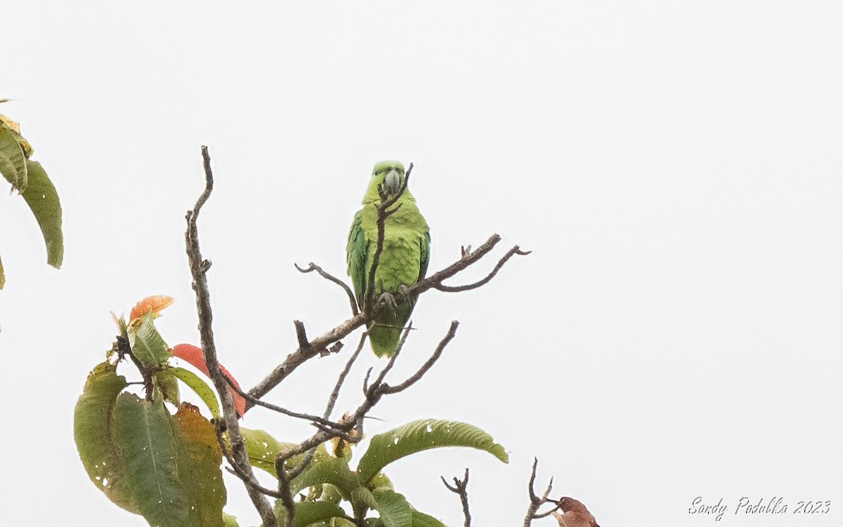 Short-tailed Parrot - ML540923541