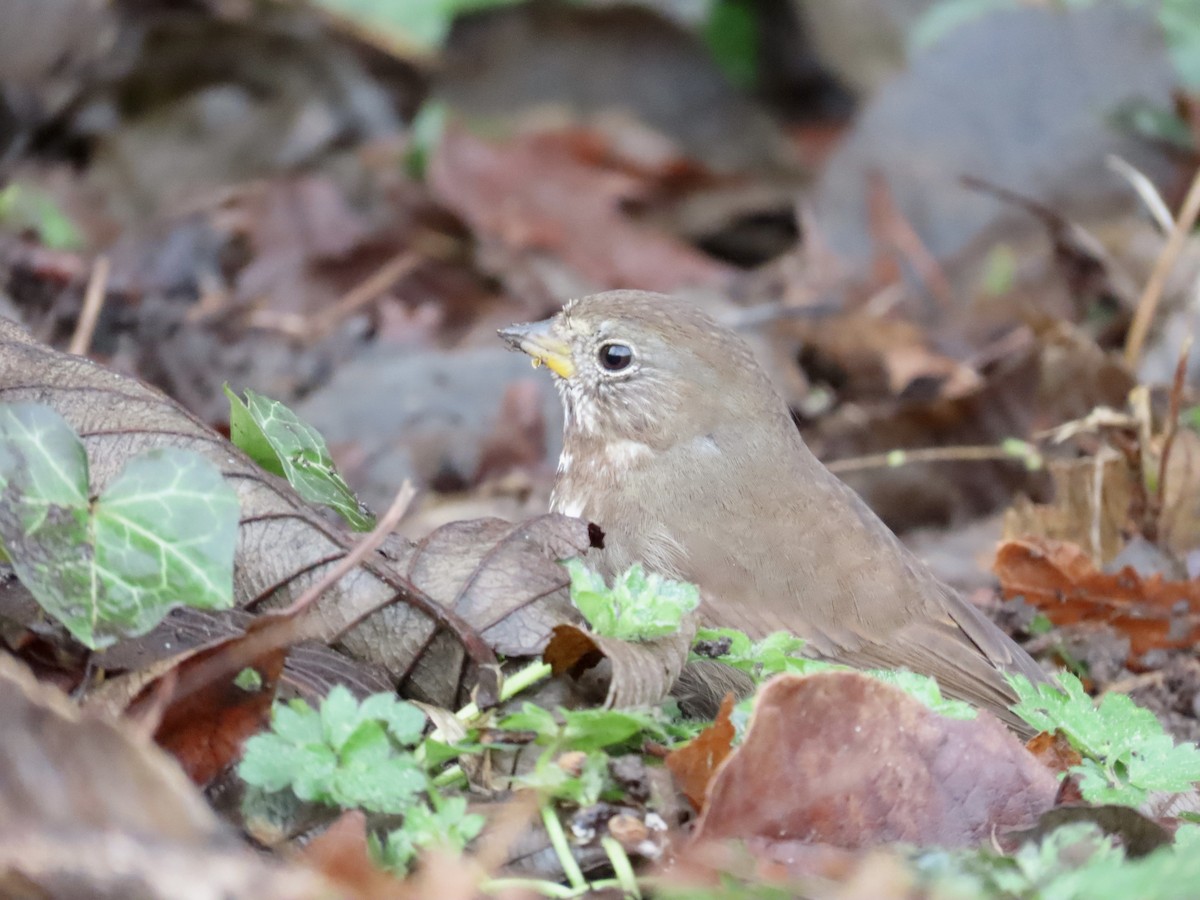 Fox Sparrow (Sooty) - ML540928121