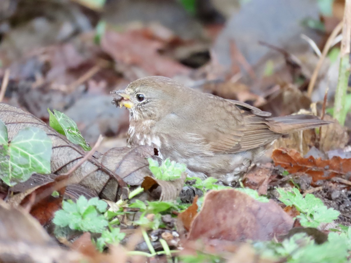 Fox Sparrow (Sooty) - ML540928131
