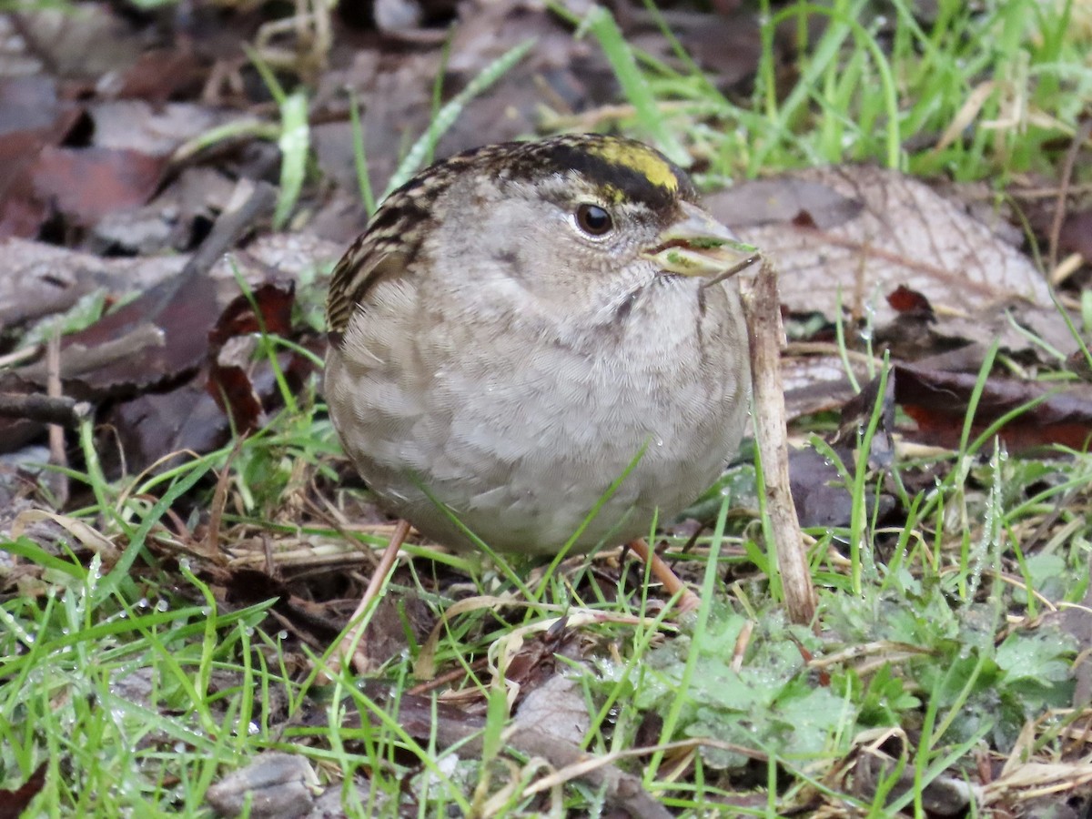 Golden-crowned Sparrow - ML540929041