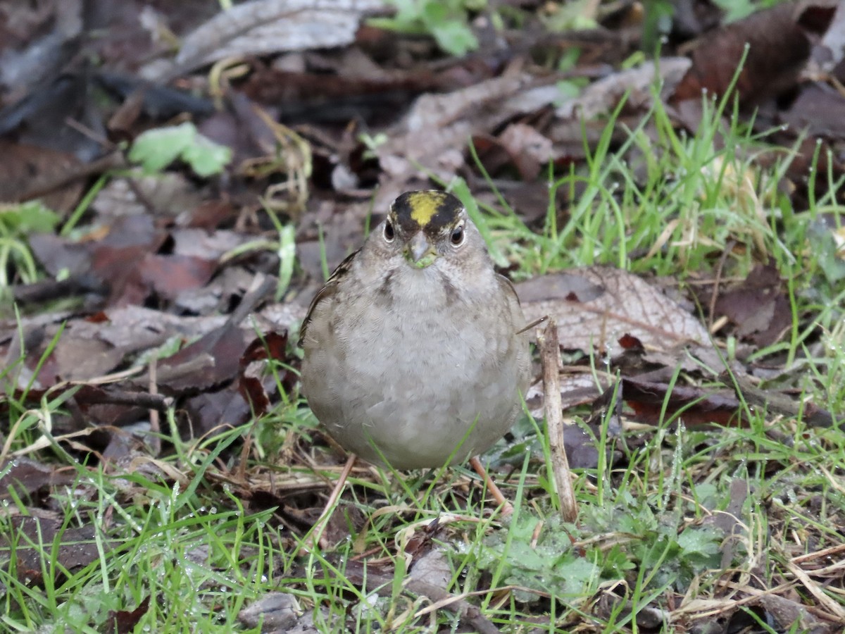 Golden-crowned Sparrow - ML540929061