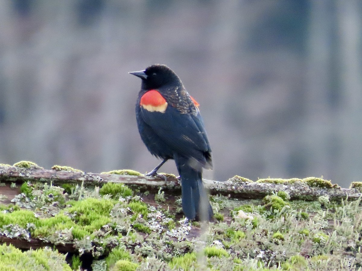 Red-winged Blackbird - Merlyn (J.J.) Blue