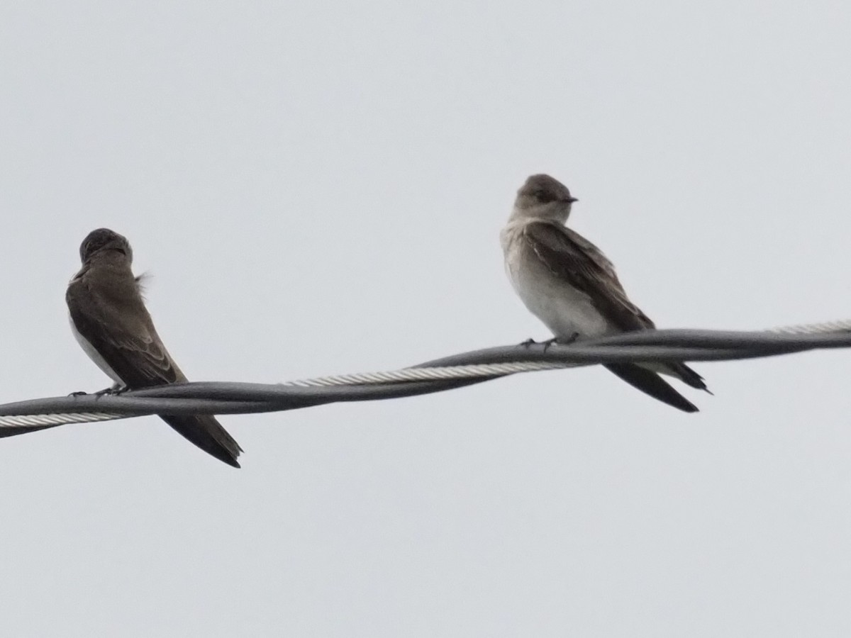 Northern Rough-winged Swallow - Yve Morrell