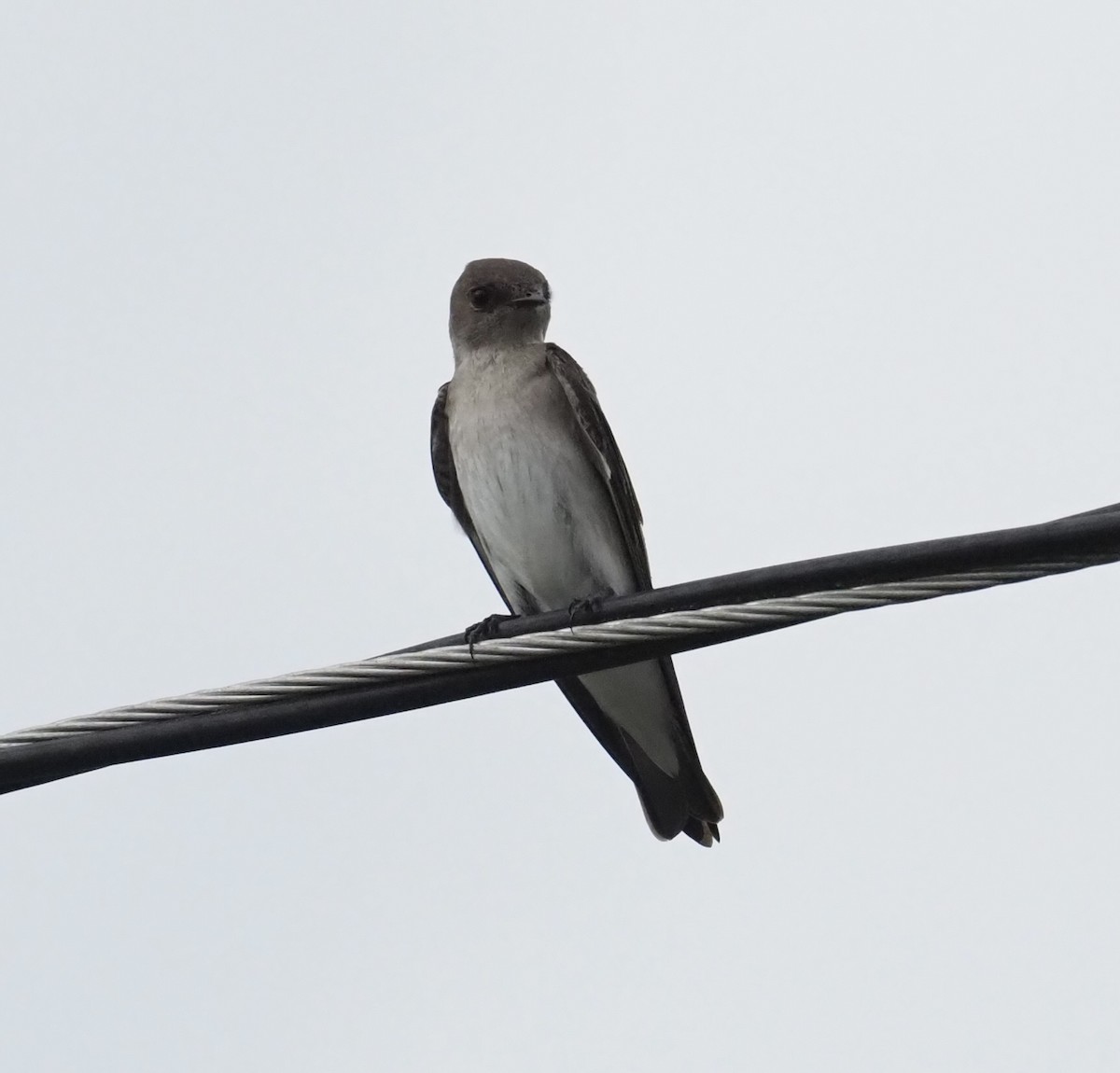 Northern Rough-winged Swallow - Yve Morrell