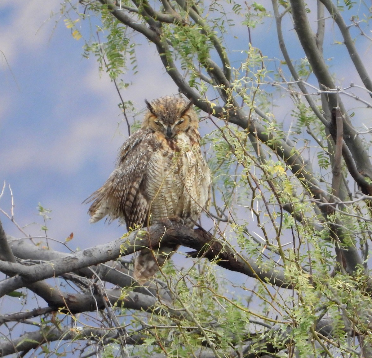 Great Horned Owl - ML540932281