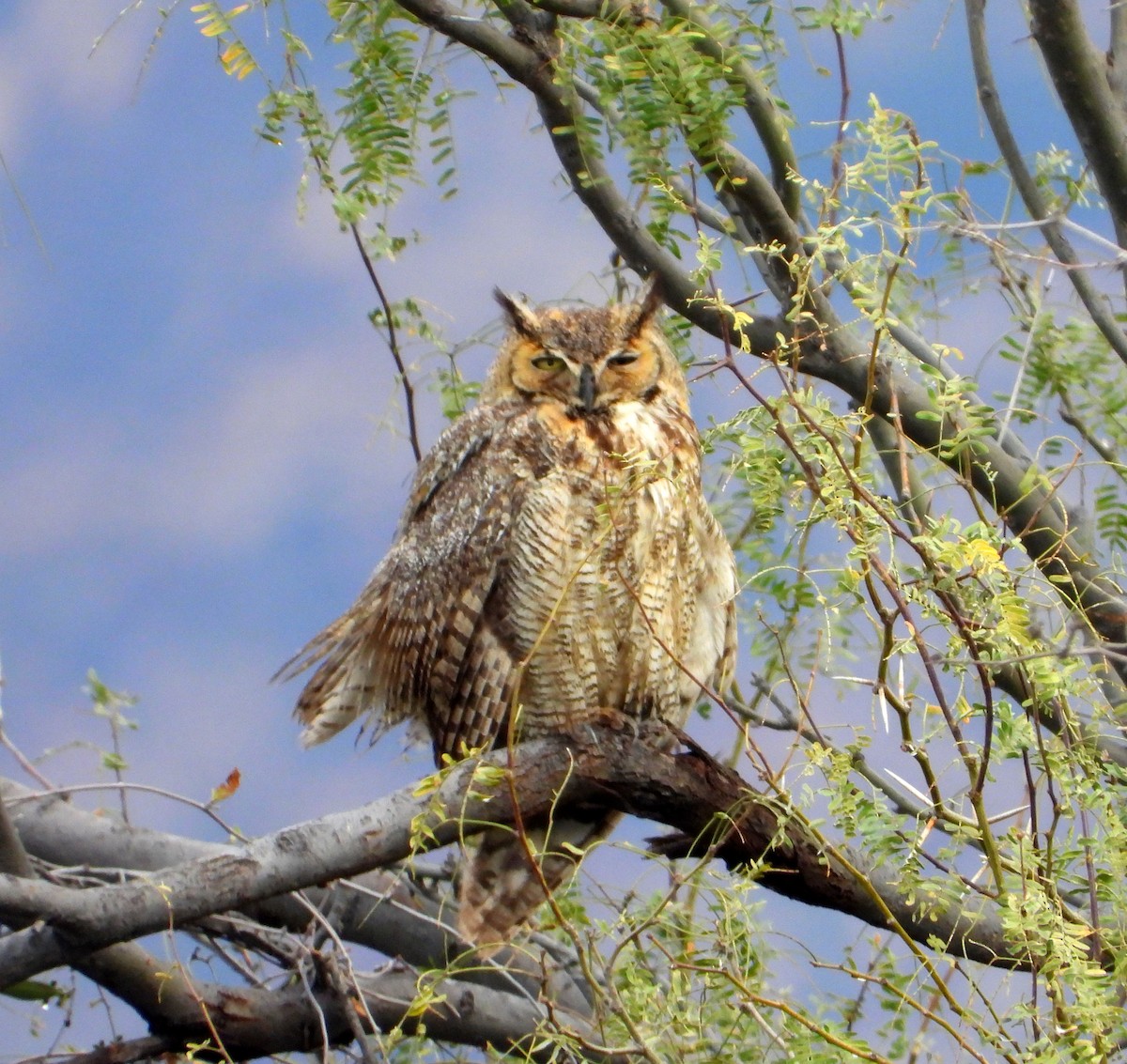 Great Horned Owl - ML540932341