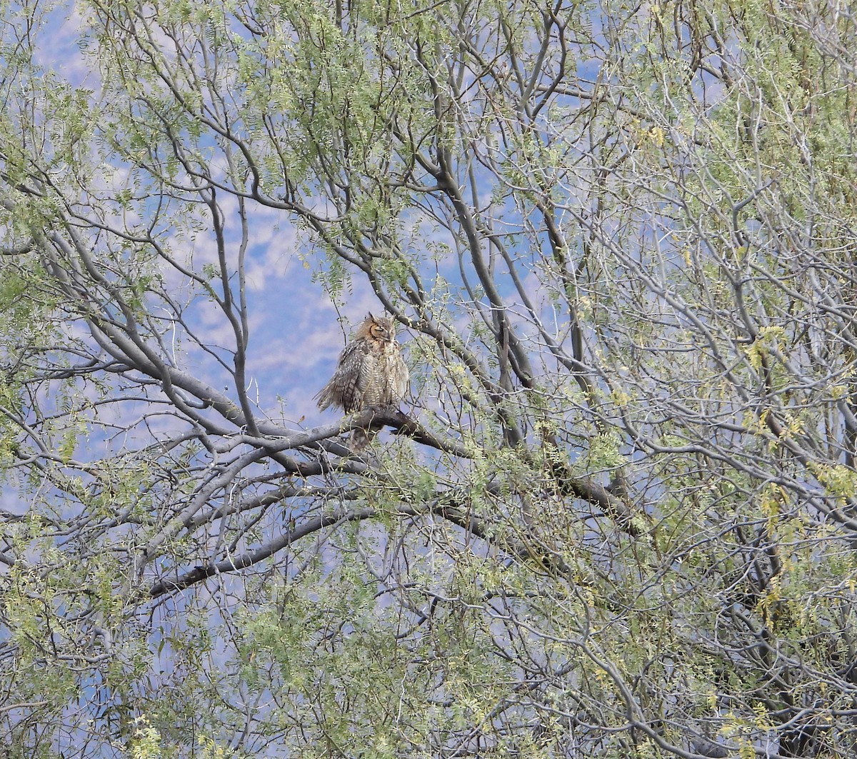 Great Horned Owl - ML540932581