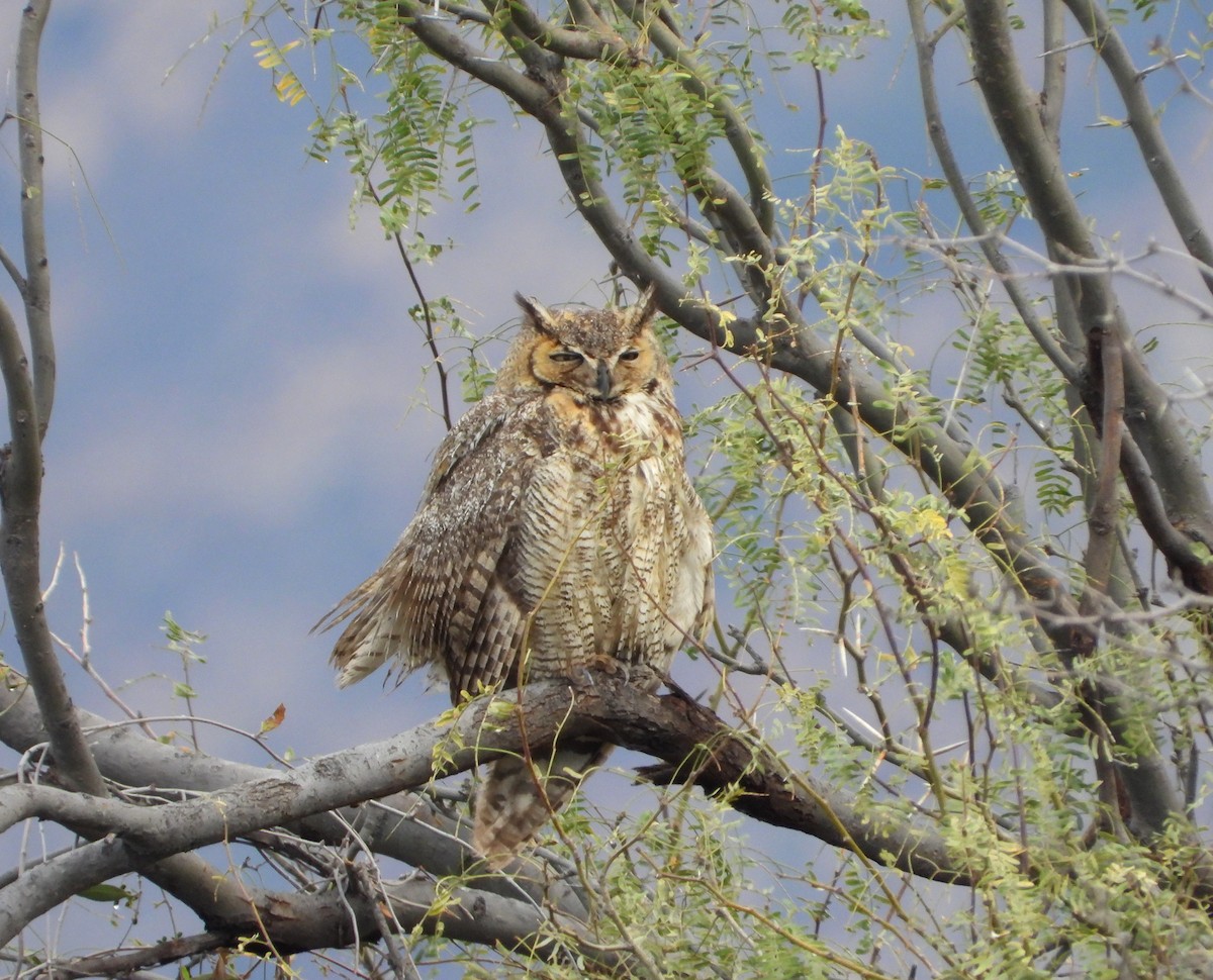Great Horned Owl - ML540932611