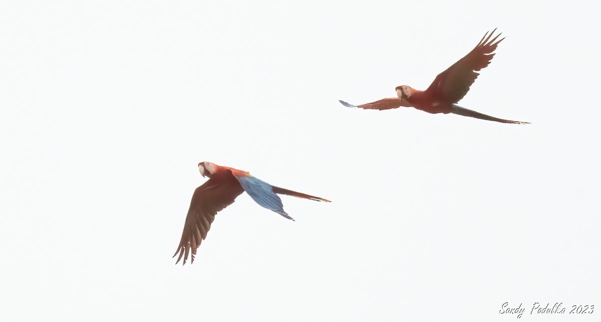 large macaw sp. - Sandy Podulka